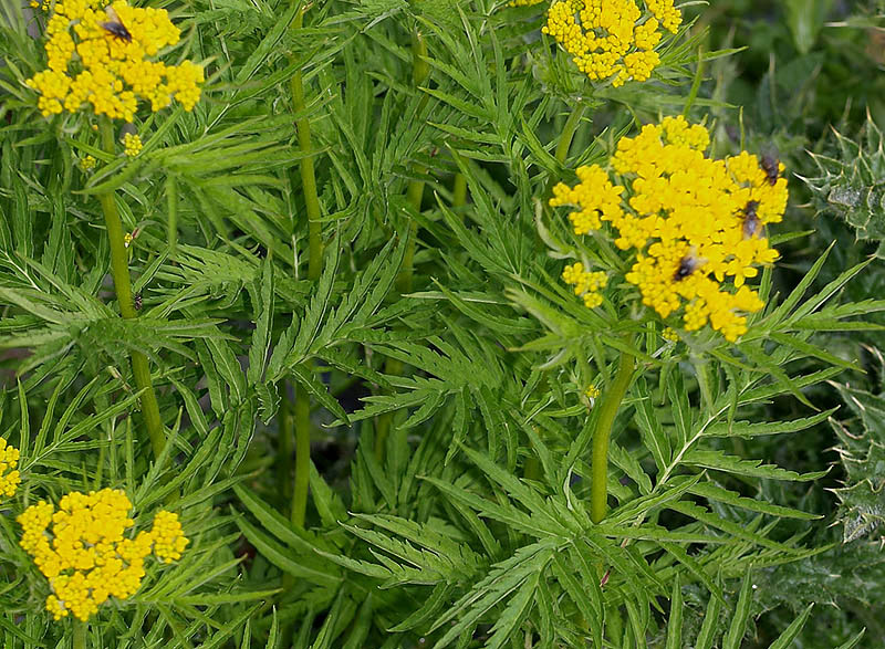 Hugueninia tanacetifolia